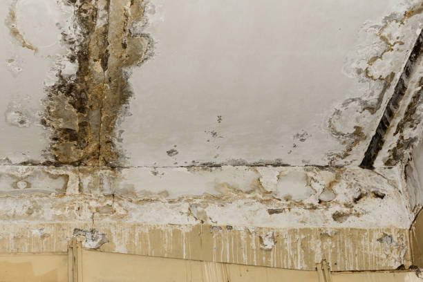 Reliable Mountain Top, PA Mold Removal Solutions