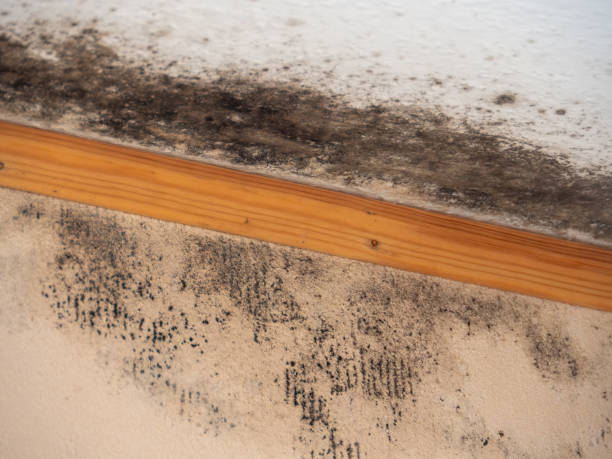 Best Mold-Related Health Consultation  in Mountain Top, PA