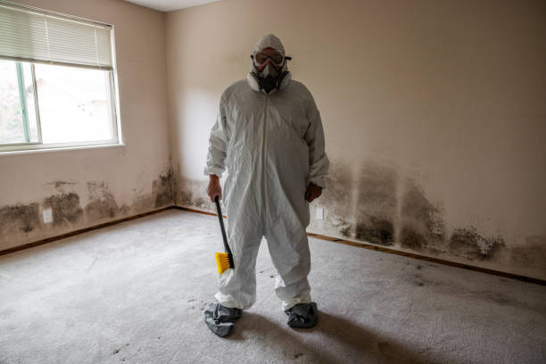 Best Water Damage & Mold Remediation  in Mountain Top, PA