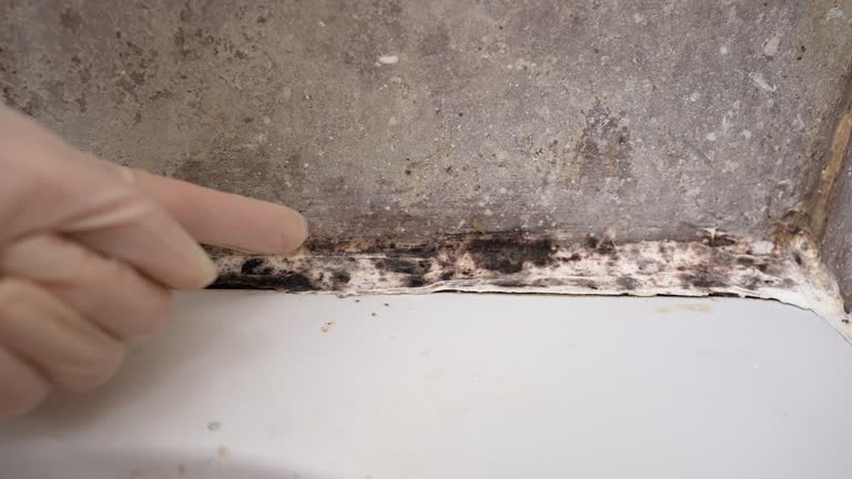 Best Basement Mold Removal  in Mountain Top, PA